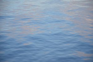 DSC_5543 (Small)